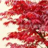 基地直銷 優(yōu)質(zhì)紅楓綠化苗木紅楓小苗本紅楓 規(guī)格齊全