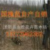 國槐小苗 綠化苗木批發(fā) 工程花卉樹苗 國槐樹苗 國槐苗 國槐種子
