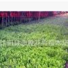 現(xiàn)貨直銷 金邊冬青 金邊黃楊 金邊衛(wèi)矛 色塊植物 籬笆 庭院植物
