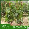 四季攀爬植物炮仗花 爬藤花卉廠家直銷供應(yīng)