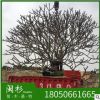 福建雞蛋花樹 紅黃白粉紅花 基地直銷批發(fā)園林植物環(huán)保樹廠家喬木