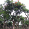 精品鳳凰木，鳳凰木移植苗袋苗基地供應(yīng) 全冠鳳凰木 精品紅花楹