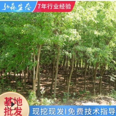 廠家直銷 現(xiàn)挖現(xiàn)發(fā)三角楓苗 批發(fā)三角楓行道風景林蔭樹落葉喬木
