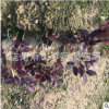 紅花繼木 小杯苗 土球好 根系旺 成活率高 園林 綠化 工程 用苗