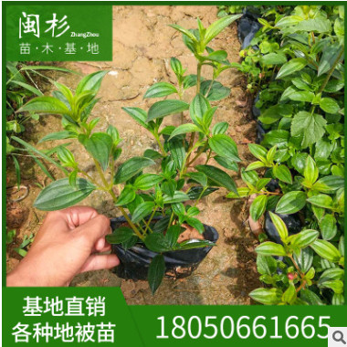 現(xiàn)貨特賣 巴西野牡丹 綠植批發(fā) 廠家直銷行道庭院園林景觀綠化