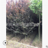 紅葉李  低分支點(diǎn) 優(yōu)質(zhì)苗 根系旺 綠化工程 蕭山苗木