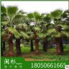 福建老人葵基地苗木批量供應(yīng) 園林綠化華盛頓葵棕櫚種植華棕