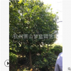 香泡 喬木 樹木 園林 根系旺 樹形優(yōu)美 規(guī)格 齊全