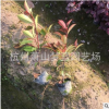 紅葉石楠小杯  綠化苗木 灌木 地被 規(guī)格齊全 庭院 工程