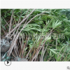 多年夾竹桃 工程 綠化 道路 行 樹 精品苗 成活 率高 蕭山 苗木