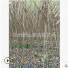 速生紫薇1-2公分 3年生 根系旺 成活率高 蕭山 園林 綠化工程用苗