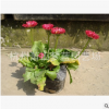 時令草花 花卉 精品 優質苗 成活率高 品種 規格 齊全園林 綠化苗