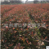 紅葉石楠 扦插苗 品種規格 齊全 裸根 成活率 高 蕭山 園林 苗木