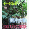 苗圃大量供應(yīng)1--15公分紫藤，1--3年生苗 量大從優(yōu) 歡迎采購