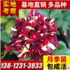 批發(fā)大盆栽品種月季 歐月 爬藤月季 樹狀月季花苗 嫁接月季苗基地