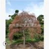 羽毛楓 土球好 冠幅好 花灌木 地被 球類 色塊類 草花類 喬木蕭山