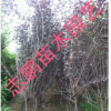 出售綠化苗木 紫葉矮櫻 2--4公分 基地直銷