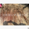 檜柏直升 土球好 冠幅好 花灌木 地被 球類 色塊類 草花類 喬木