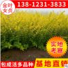 苗圃綠化苗木 金葉女貞2-4分枝 黃葉女貞苗批發(fā) 綠化工程苗木