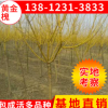 基地批發(fā)龍爪槐小苗 3-5公分黃金槐樹苗 金枝槐速生苗