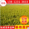 綠化工程龍柏苗 園林嫁接龍柏小苗造型小龍柏價格 苗圃灌木批發(fā)