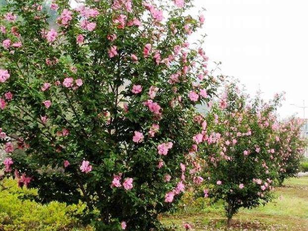 木槿