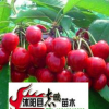 出售果樹苗木 櫻桃 櫻桃樹苗 1--2米高 量大從優(yōu)
