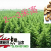 批發(fā) 雪松苗 雪松小苗 雪松樹苗 綠化工程苗木規(guī)格齊全 量大優(yōu)惠