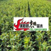 大量供應(yīng)甜茶苗 可嫁接海棠量大從優(yōu)