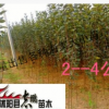 大量出售西湖海棠 垂絲海棠大小苗 規(guī)格齊全 品種齊全苗高20--2米