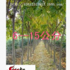供應(yīng)綠化喬木 無患子 無患子樹苗 種子 規(guī)格齊 5--12公分