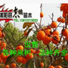 出售果樹苗木 柿樹苗 柿樹小苗規(guī)格齊全