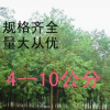 供應(yīng)綠化苗木 烏桕樹 烏桕大小苗 種子 2--20公分