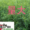 供應(yīng)小葉女貞苗 小葉女貞球 苗高30--60 球P50--120 量大