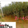 供應(yīng)西湖海棠 垂絲海棠 大小苗 北美海棠苗 品種齊全 規(guī)格齊全