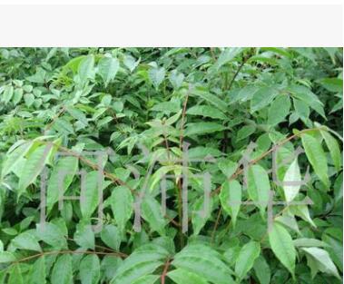 西南苗木基地（批發）優質品種黃柏苗 可用藥材