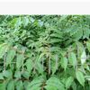 西南苗木基地（批發）優質品種黃柏苗 可用藥材