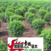 出售綠化苗木 水蠟 水蠟苗2--3分枝 20--50高 量大從優(yōu)