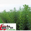出售果樹苗木 山楂樹樹苗 規(guī)格齊全 小苗50--2米高