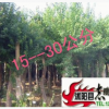 供應(yīng)綠化苗木 三角楓 三角楓樹苗 大小苗 規(guī)格齊全