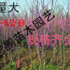 苗圃出售紫荊 紫荊小苗 巨紫荊小苗 成活率好 規(guī)格齊全