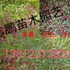 供應(yīng)南天竹 紅天竹大小苗 規(guī)格齊全 量大從優(yōu)