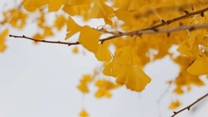 銀杏