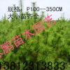 供應華山松喬木 綠化植物 各種規格 量大優惠