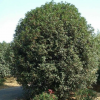 南京地區(qū)大量供應(yīng)桂花 桂花價(jià)格*低