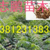 批發臭椿樹苗 臭椿樹 行道綠化樹木 規格齊全 量大優惠