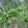 室內盆栽植物花卉 茶花樹2年苗木 茶花苗