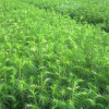 供應池杉綠化苗木類 產地直銷 成活率高