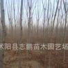 園林風景綠化苗木 黃山欒苗 1-15公分欒樹小苗廠家批發