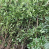 蕭山法國冬青價格 蕭山法國冬青批發/量大從優